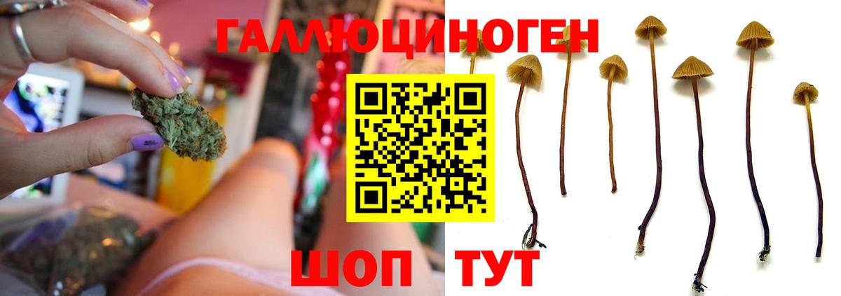Находка  Псилоцибиновые грибы мицелий  Вход с VPN 